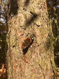 Close-up of butterfly on tree trunk