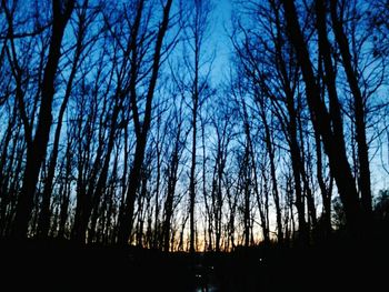 Silhouette of trees at sunset