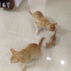 High angle view of a cat on tiled floor