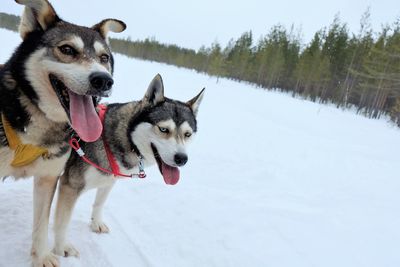 Dog on field during winter