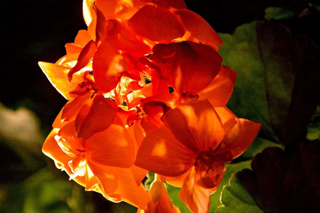 CLOSE-UP OF ORANGE FLOWERS