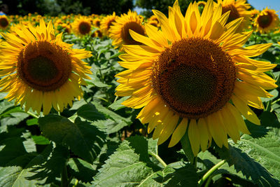 Close-up of sunflower on plant