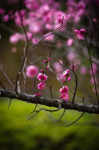 Close-up of pink flowers