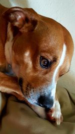 Close-up portrait of a dog