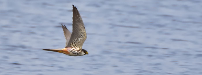 Bird flying over water