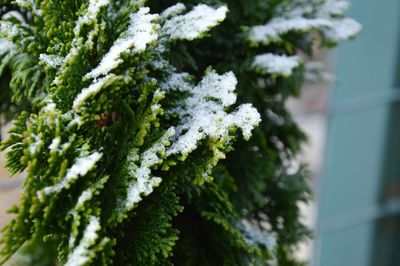 Close-up of flower tree