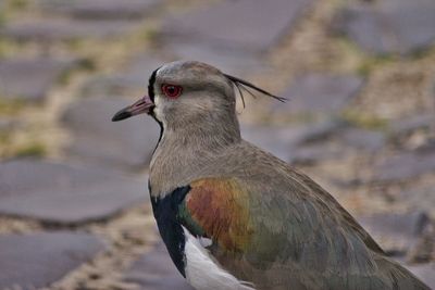Close-up of bird against blurred background