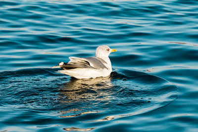 Seagull swimming in sea