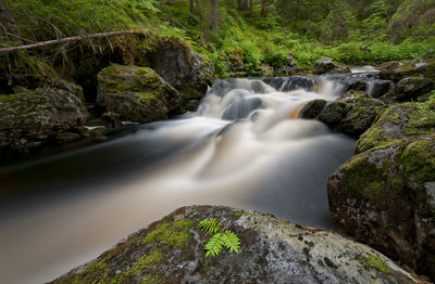 Scenic view of waterfall in forest