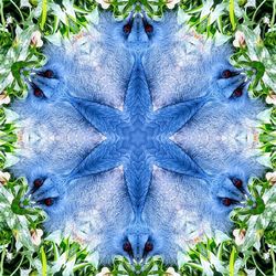 High angle view of a turtle