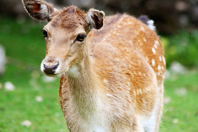 Close-up portrait of roe deer in forest