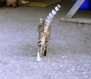 Cat with dog in background