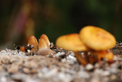 Closeup shot of orange-brown mushrooms on a tree stump in the berchtesgadener land in bayer, germany
