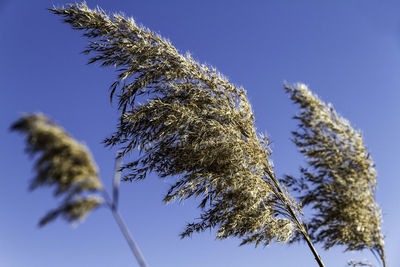 Low angle view of trees against blue sky