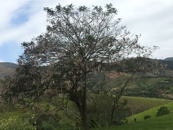 Low angle view of tree against sky