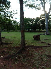 View of a dog on field