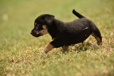 Black dog running on field