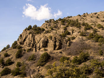 Trees on landscape against sky