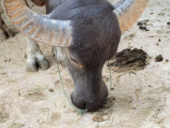 Close-up of an animal