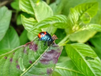 Close-up of insect on leaf