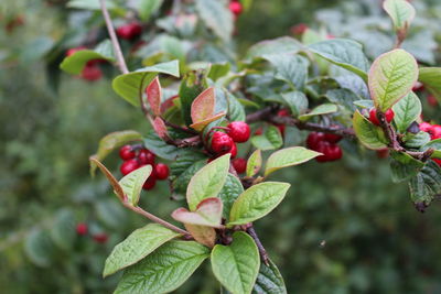 Close-up of red berries growing on tree