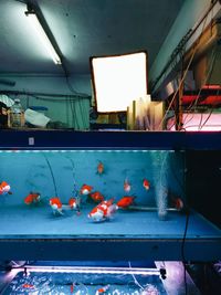 View of fish swimming in sea