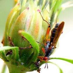 Close-up of insect on plant