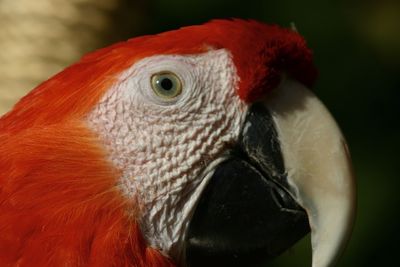 Close-up portrait of parrot