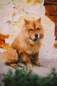Portrait of dog sitting outdoors