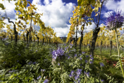 Close-up of flowers blooming on field against sky