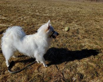 High angle view of dog on field