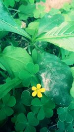 High angle view of yellow flowering plant