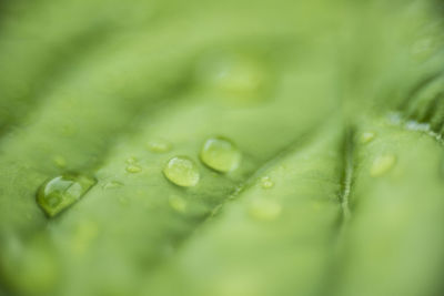 Close-up of water drops on leaves