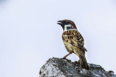 Tree sparrow bird perching on rock