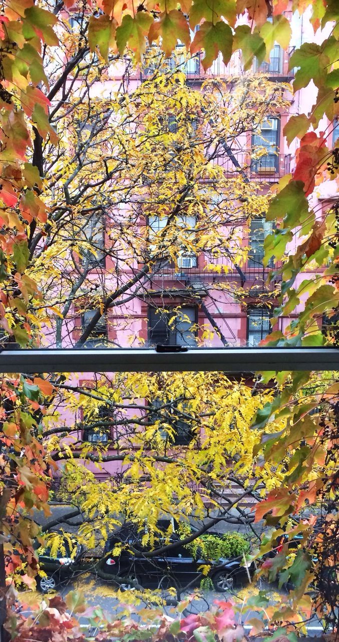 architecture, built structure, building exterior, tree, leaf, autumn, multi colored, branch, change, growth, wall - building feature, day, reflection, building, outdoors, low angle view, window, ivy, green color, no people