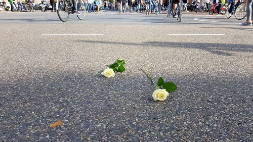 Close-up of flower on road