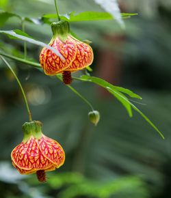 Close-up of red berries growing on plant