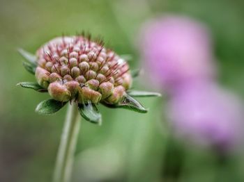 Close-up of pink flower