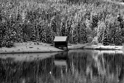 Plants by lake