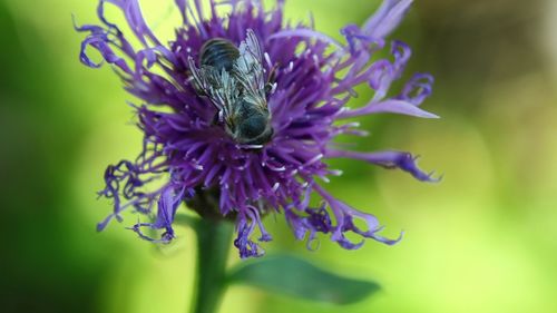 Close-up of insect on purple flower