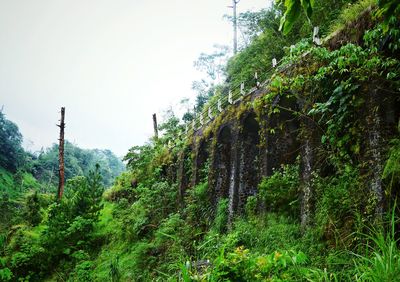 Low angle view of plants against sky