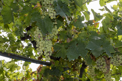 Close-up of grapes growing in vineyard