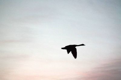 Low angle view of birds flying in sky