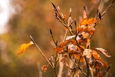 Close-up of dry plant