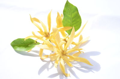 Close-up of yellow flowering plant against white background