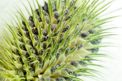 Close-up of fresh green plant