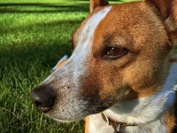 Close-up of dog on field