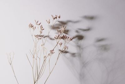 Low angle view of flowering plant against sky