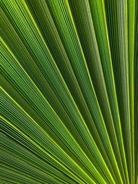 Full frame shot of palm tree leaves