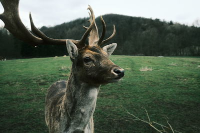 Deer in a field